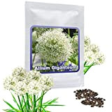 Aglio gigante BIANCO (Allium Giganteum) - 30 semi/pacco - aglio decorativo, grandi dimensioni