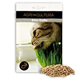 Agri-Cultura - Semi erba gatta, bustina di semi di erba per gatti, qualità premium, Made in Italy.