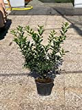 Agrifoglio"Ilex aquifolium" pungitopo pianta in vaso ø18 cm FOTO REALI