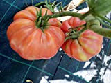 AGROBITS 10 Semi: verdure del pomodoro di Belmonte Heirloom sementi biologiche
