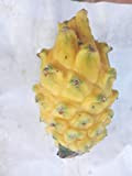 AGROBITS Giallo: Semi 10X / Bag Pitaya drago frutta Seeds fragrante Cactus Rare Gut Esotico