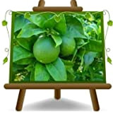 Agrumi Lime Citrus Aurantifolia Pianta da frutto Altezza: 60~80 cm Vaso: 22 cm