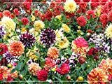 Alasines, Bulbi di dalia,bulbi da piantare,fiori enormi,adatti per decorazioni domestiche,abbellimento di uffici,piantagioni di giardini,piantati in vaso o a terra