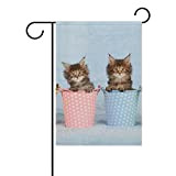 Alaza Maine Coon Kittens, bandiera decorativa da giardino, 30,5 x 45,7 cm