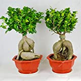 Albero bonsai esotico Banyan Tree Seed Office Desk Ficus Ginseng Seme,Perenne Ficus Microcarpa The Budding Rate 95% 10 Pz