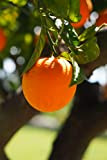 Albero di arancio Vaniglia pianta di arancia varietà Vaniglia pianta di arancio in vaso Età 2 anni pianta vera di ...