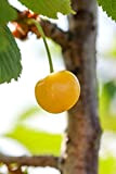 Albero di Ciliegio pianta di ciliegia varietà Bianca Di Verona Età 2 anni pianta vera di ciliegio in vaso venduta ...