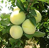 ALBERO DI SUSINO SIMILE -PRUNUS DOMESTICA - GOCCIA D'ORO- pianta vera da frutto da esterno Ø 19 cm - h ...