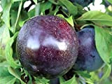 ALBERO DI SUSINO SIMILE-PRUNUS DOMESTICA- NERO 'BLACK AMBER'- pianta vera da frutto da esterno Ø 19 cm - h 150 ...