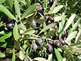 ALBERO DI ULIVO-OLEA EUROPAEA- 'LECCINO' DA OLIO- pianta vera da frutto da esterno Ø 19 cm - h 150 cm