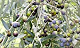ALBERO DI ULIVO PUGLIESE DI BITETTO DA TAVOLA- pianta vera da frutto da esterno Ø 19 cm - h 150 ...