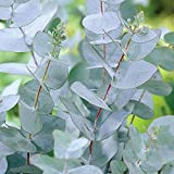 Albero Eucalyptus Gunni, Vaso 14cm, Altezza 20/25cm