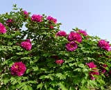 Albero peonia Paeonia suffruticosa arbusto ornamentale fiore della Rosa, 5 Seeds