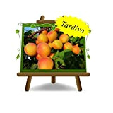 Albicocchi Pisana Tardiva - Pianta da frutto porta innesto mirabolano su vaso da 20 - Albero max 170 cm - ...