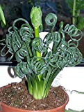 Albuca Spiralis 3 semi pianta stupefacente riccio Twisted leaves Molto rari * limitati