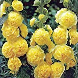 Alcea rosea Chaters doppio giallo 10 semi