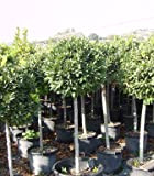 Alloro"Laurus nobilis" pianta ad alberello in mastello ø45 cm h. 130/160 cm cfr. tronco 10/12 cm