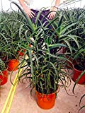 Aloe arborescens caespitosa 100 cm, cactus, pianta grassa