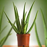 Aloe Vera | Pianta Grassa e Purificante per Interni |25-35cm