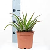 Aloe Vera - Vaso 14 (Arborescens - Fiore Arancio)