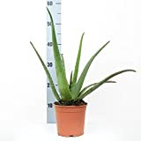 Aloe Vera - Vaso 14 (Officinalis - Fiore Giallo)