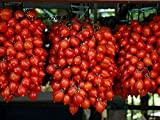 ALYKE 20 seeds Vesuvio Piennolo Tomato - SOLANUM LYCOPERSICUM