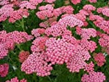 ALYKE 50+ Pink Achillea Flower Seeds / Yarrow / Perennial / Deer Resistant