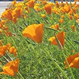 ALYKE CALIFORNIAN POPPY GOLDEN WEST - 2100 SEEDS - Eschscholzia californica - FLOWER