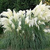 ALYKE PAMPAS GRASS - WHITE FEATHER - 200 seeds - Cortaderia selloana - PERENNIAL