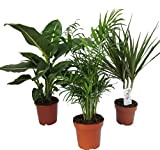 Amazon.de Pflanzenservice - Set di 3 piante da interni, 1 x Dieffenbachia, 1 x Chamaedorea 1 x Dracena marginata, vaso da 10 - 12 cm