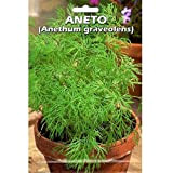Aneto (Anethum graveolens) (Semente)