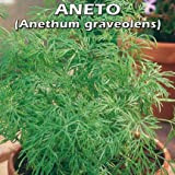 ANETO (Anethum graveolens) - SEMI