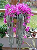 Aporocactus flagelliformis ~ Discocactus flagelliformis ~ Splendida coda di ratto cactus ~ Fiori rosa ~ 5 Seeds