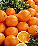 Arancio"Citrus sinensis" pianta in fitocella di 2/3 anni Agrumi di Sicilia