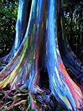 Arcobaleno di eucalipto Deglupta 20 semi Multi-Hued Bark tropicali variopinti Semi RARE