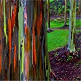 Arcobaleno di eucalipto Semi Gum Tree (Eucalyptus deglupta) 50 + Semi
