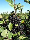 ARONIA BERRY Hardy nativo Superberry con i benefici Galore! ~ CHOKEBERRY NERO!"Aronia melanocarpa" 10+ semi perenne di frutta!