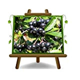 Aronia Melanocarpa Nera Pianta da frutto su vaso da 20 - albero max 150 cm -2 anni