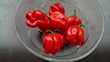 Asklepios-seeds® - 15 Semi di Chili Habanero red, Habanero rosso,L'Habanero Red Savina, Dominican Devil's Tongue Pepper,Ball of Fire Pepper.