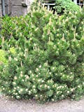 ASTONISH Pacchetto semi: 5 semi di semi di Pinus mugo mughus Pino Mugo