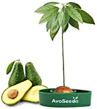 AvoSeedo Kit Regalo da Giardinaggio per Avocado – Gadget Decorazione Casa /Uso Interno o Esterno/ Idea Regalo Donna Originale , ...