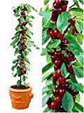 bag ciliegio bonsai 20pcs / semi di frutta dolce Sylvia Upright Cherry autofertile semi nano albero pianta in vaso giardino ...