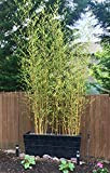 Bambù"Bambusa" Bamboo cinese pianta in vaso ø20 cm h. 110/130 cm