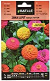 Battle - Semi di Zinnia Liliput variegata PON PON