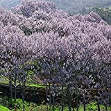 Beautiful Paulownia Tree Seeds | Paulownia Elongata 100 Medium Tree Seeds.