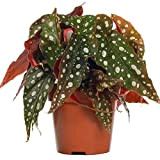 Begonia Maculata Pianta dalle Foglie a Pois | Pianta per Interni di Casa o Ufficio