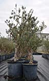 Bellissimi alberi di ulivo olivo di 7 anni resistenti al freddo h. 70/150 cm con circonferenza tronco 13/15 cm