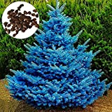 Benoon 150 pz/borsa Semi di abete rosso blu, semi di Picea Pungens Semi prolifici in rapida crescita bonsai giardino blu ...