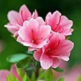 Benoon Semi 50 Pz/Borsa Semi Di Rododendro Facile Da Piantare Arbusto Sempreverde A Crescita Rapida Fiore Rosa Semi Di Bonsai ...