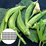 Benoon Semi di gombo, 50 pezzi/borsa Semi di gombo Piante grasse non OGM Semi di ortaggi vitali perenni per fattoria ...
